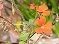 Zygomorphe Blüten von Pelargonium tongaense