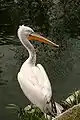 Krauskopfpelikan