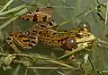 Männlicher Levante-Wasserfrosch von Judaydat Al-Wadi, Damaskus, Syrien
