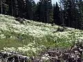Habitat im Grazer Bergland