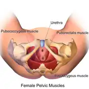 Beckenbodenmuskulatur der Frau unter anderem mit Musculus pubococcygeus.