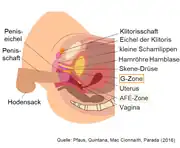 Penetration des Penis beim vaginalen Intimverkehr mit Berühren der G-Zone
