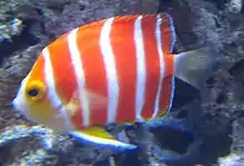 Cook-Zwergkaiserfisch (C. boylei)