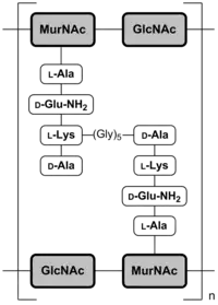 Abb. 2b: Schematische Darstellung der Mureinschicht von grampositiven Bakterien am Beispiel von Staphylococcus aureusMurNAc = N-Acetylmuraminsäure;GlcNAc = N-Acetylglucosamin