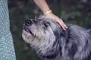 Streicheln eines Hundes