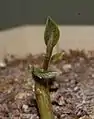 Jungspross der Avocado