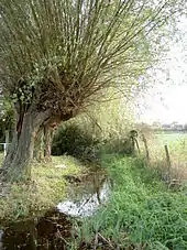Kopfweiden an der Triet bei Pesch