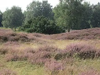 Pestruper Gräberfeld bei Wildeshausen