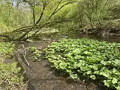 Gewöhnliche Pestwurz (Petasites hybridus)