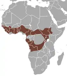 Verbreitungsgebiet von E. pusillus