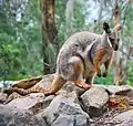 Bürstenschwanz-Felskänguru (Petrogale penicillata)