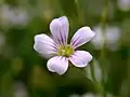 Steinbrech-Felsennelke (Petrorhagia saxifraga)
