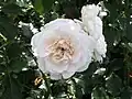 ‘Petticoat’, Kordes, 2004