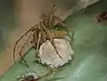 Weibchen der Gattung Peucetia mit Eikokon