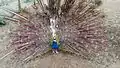 Pfau