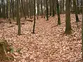 Limes in Pfedelbach-Gleichen