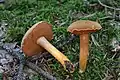 Pfeffer-RöhrlingChalciporus piperatus