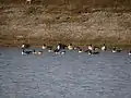 Kanadagänse auf dem Kiessee südlich des Gebietes