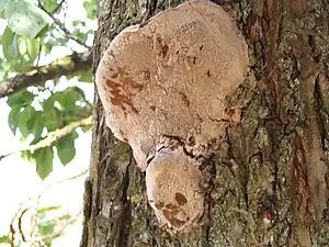 Pflaumen-FeuerschwammPhellinus tuberculosus