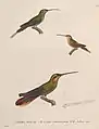 Dunkelkehl-Schattenkolibri (Figur 1) illustriert durch Jean-Gabriel Prêtre als Teil der Erstbeschreibung