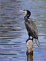 Ein Kormoran am Rosariumsteich