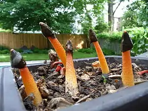 Orangerote StinkmorchelPhallus rubicundus