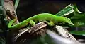 Madagaskar-Taggecko