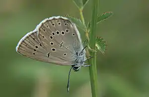 Heller Wiesenknopf-Ameisenbläuling