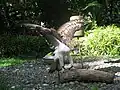 Philippinenadler