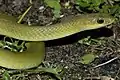 Philothamnus hoplogaster