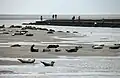Seehundekolonie