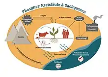 Natürlicher Phosphorkreislauf zwischen Boden, Lebewesen, Wasser und Gesteinsbildung, sowie Eingriffe durch den Menschen, z. B. durch Landwirtschaft, Phosphatabbau oder -recycling