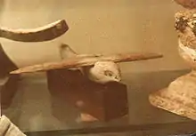 Taube von Sakkara