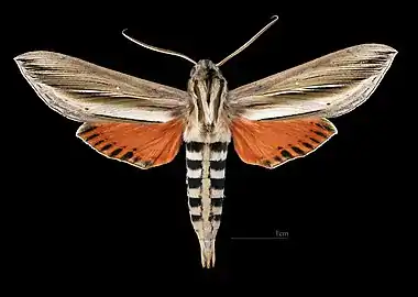 Phryxus caicus ♂