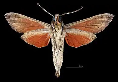 Phryxus caicus ♂   △