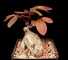 Phyllanthus mirabilis