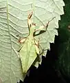 männliche Nymphe aus Malaysia