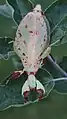 Phyllium elegans, Weibchen
