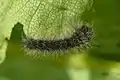 Eiraupe