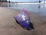 Schwimmblase
