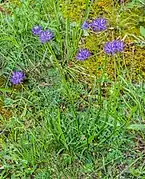 Kugelige Teufelskralle (Blätter, Blüten und Wurzeln)