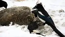 Foto einiger Hudsonelstern an einem verschneiten Vogelkadaver