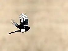 Foto einer Hudsonelster im Flug