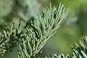 Tannen-, Fichtennadeln