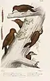 Abbildung 1 & 2 Mesopicus caboti illustriert von Albin Mesnel (1830–1875)