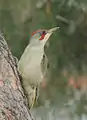 Grünspecht(Picus viridis)