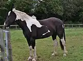 Rappschecke