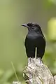 Mohrenschwarzkehlchen (Saxicola caprata), Männchen