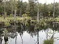Das Pietzmoor liegt im Naturschutzgebiet der Südheide