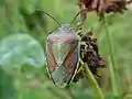 Ginster-Baumwanze (Piezodorus lituratus)